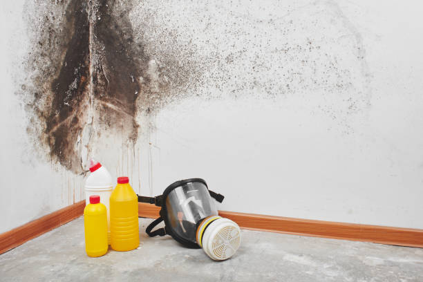 Attic Mold Removal in Victory Lakes, NJ