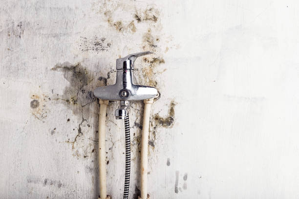 Best Same-Day Mold Removal  in Victory Lakes, NJ