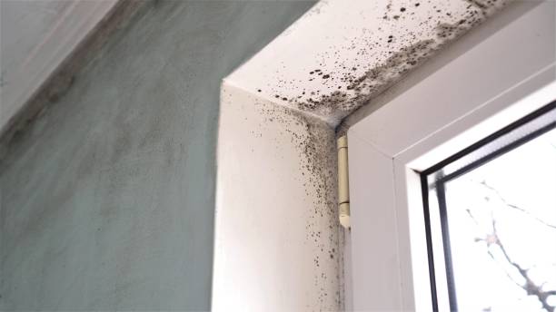 Best Toxic Mold Removal  in Victory Lakes, NJ