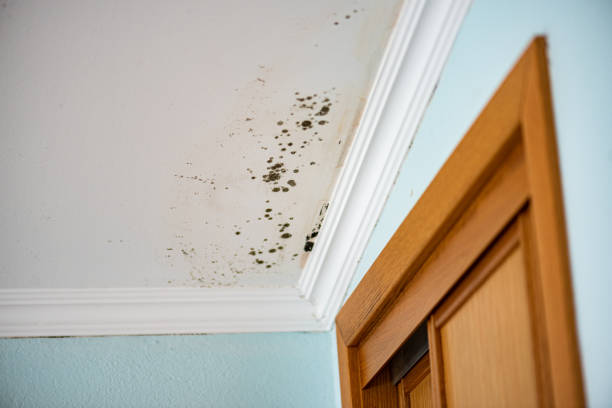 Best Emergency Mold Removal  in Victory Lakes, NJ