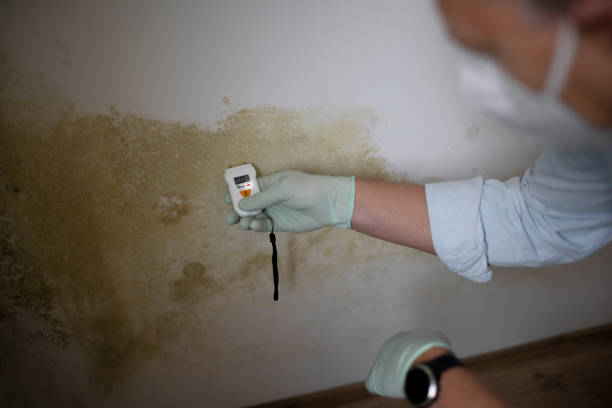 Best Professional Mold Removal  in Victory Lakes, NJ