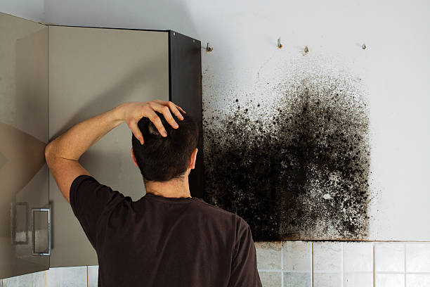 Best Office Mold Removal Services  in Victory Lakes, NJ
